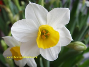 The narcissus flower