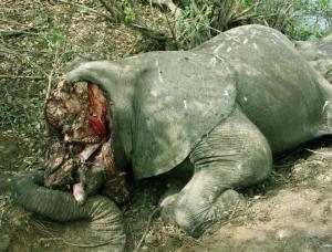 Illicit poaching of Elephants takes place on a grand and alarming scale.